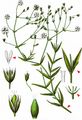 Lesser Stitchwort - Stellaria graminea L.