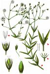 Gras-Sternmiere - Stellaria graminea L. 
