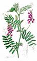 Fodder Vetch - Vicia villosa Roth