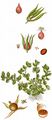 Chaffweed - Anagallis minima (L.) E. H. L. Krause