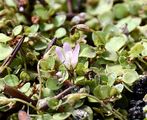 Bog Pimpernel - Anagallis tenella (L.) L.