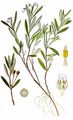Bog-Rosemary - Andromeda polifolia L.