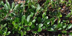 Arctostaphylos uva-ursi (Immergrüne Bärentraube) - Immergrüne Blätter