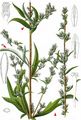 Chinese Mugwort - Artemisia verlotiorum Lamotte