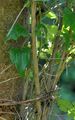 Gewöhnliche Waldrebe - Clematis vitalba L.