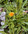 Gold-Pippau - Crepis aurea (L.) Cass.