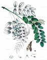 ASCIIiflora