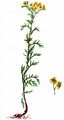 Raukenblättriges Greiskraut - Jacobaea erucifolia (L.) G. Gaertn. & al.