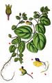 Round-Leaved Fluellen - Kickxia spuria (L.) Dumort.