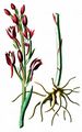 Violetter Dingel - Limodorum abortivum (L.) Sw.