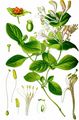 Perfoliate Honeysuckle - Lonicera caprifolium L.