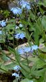Alpine Forget-Me-Not - Myosotis alpestris F. W. Schmidt