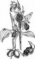 Echte Spinnen-Ragwurz - Ophrys sphegodes Mill.