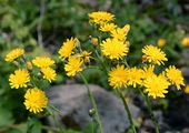 Ungarisches Habichtskraut - Pilosella bauhini (Schult.) Arv.-Touv.