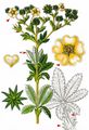 Sulphur Cinquefoil - Potentilla recta L.