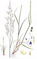 Andel - Puccinellia maritima (Huds.) Parl.