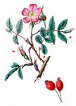 Rotblättrige Rose - Rosa glauca Pourr. 
