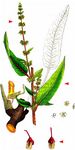Hain-Ampfer - Rumex sanguineus L. 