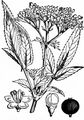 Dwarf Elder - Sambucus ebulus L.