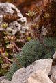 Bursers Steinbrech - Saxifraga burseriana L.