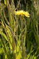 Scorzonera - Scorzonera hispanica L.