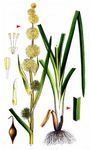 Einfacher Igelkolben - Sparganium emersum Rehmann 
