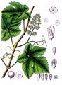 Grape-Vine - Vitis vinifera L.