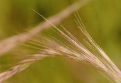 Rat's-Tail Fescue - Vulpia myuros (L.) C. C. Gmel.