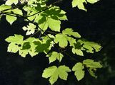 Sycamore - Acer pseudoplatanus L.