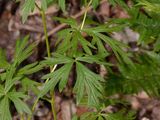 Gescheckter Eisenhut - Aconitum variegatum L.