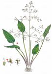Lanzett-Froschlöffel - Alisma lanceolatum With. 