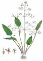 Narrow-Leaved Water-Plantain - Alisma lanceolatum With.
