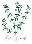 Blauer Gauchheil - Anagallis foemina Mill. 