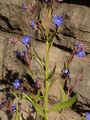 Italienische Ochsenzunge - Anchusa azurea Mill.