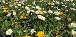 Mehrjähriges Gänseblümchen - Bellis perennis L.
