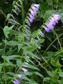 Creeping Bellflower - Campanula rapunculoides L.
