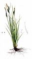 Rasen-Segge - Carex cespitosa L.