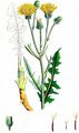 Wiesen-Pippau - Crepis biennis L.