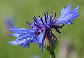 Kornblume - Cyanus segetum Hill