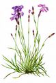 Cheddar Pink - Dianthus gratianopolitanus Vill.