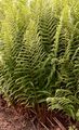 Male-Fern - Dryopteris filix-mas (L.) Schott