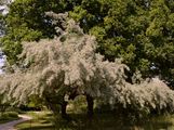 Oleaster - Elaeagnus angustifolia L.