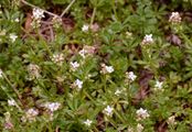 Heath Bedstraw - Galium saxatile L.