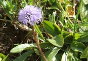 Nacktstenglige Kugelblume - Globularia nudicaulis L.