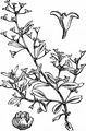 Pedunculate Sea-Purslane - Halimione pedunculata (L.) Aellen