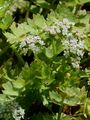Creeping Marshwort - Helosciadium repens (Jacq.) W. D. J. Koch