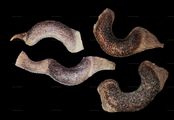 Gewöhnlicher Hufeisenklee - Hippocrepis comosa L.