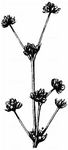 Schwarze Binse - Juncus atratus Krock. 