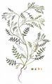 Lesser Swine-Cress - Lepidium didymum L.