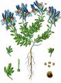 Alpine Toadflax - Linaria alpina (L.) Mill.